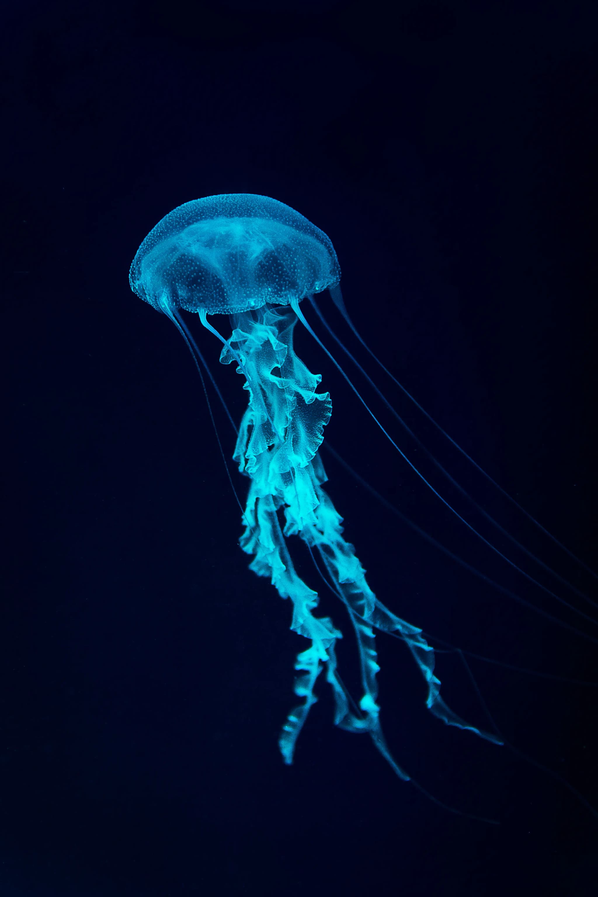 Jellyfish