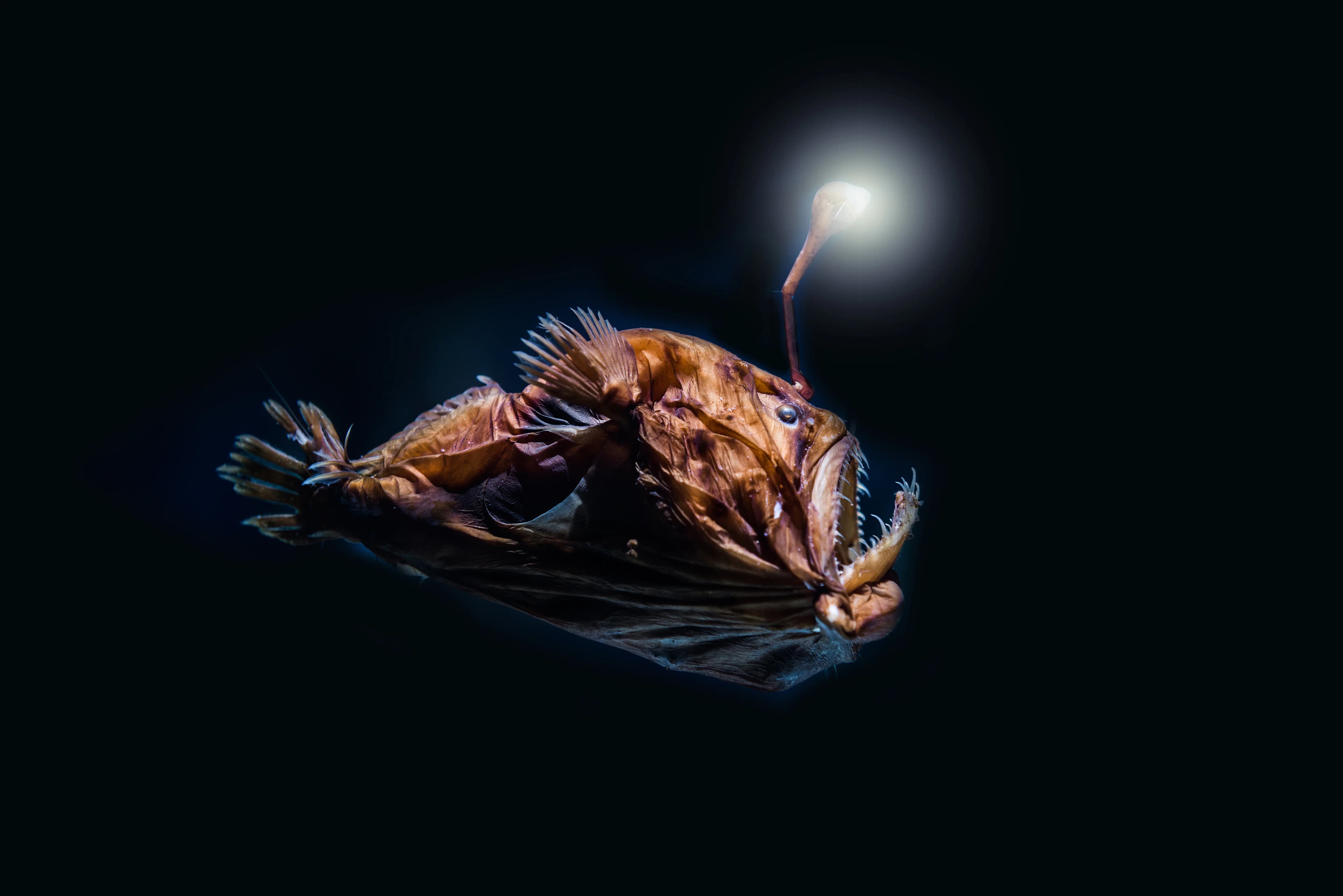Lightfish